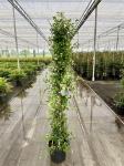 Trachelospermum j. Star of Toscane, 3 stok