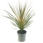 Cordyline aus. 'Torbay Dazzler'