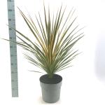 Cordyline aus. 'Torbay Dazzler'