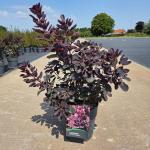 Cotinus cog. 'Royal Purple'