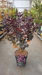 Cotinus cog. 'Royal Purple'