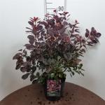 Cotinus cog. 'Royal Purple'