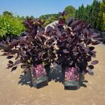 Cotinus cog. 'Royal Purple'