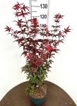Acer pal. 'Twombly's Red Sentinel'