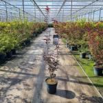 Acer pal. 'Red Emperor'