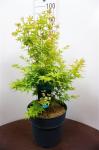 Acer pal. 'Bi-hoo'