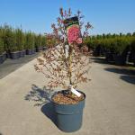 Acer pal. 'Shaina'