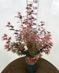 Acer pal. 'Shaina'