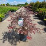 Acer pal. 'Firecracker'