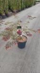 Acer pal. 'Garnet'