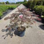 Acer pal. 'Garnet'
