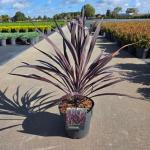 Cordyline aus. Burgundy Spire
