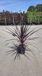 Cordyline aus. Burgundy Spire