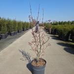 Acer pal. 'Skeeter's Broom'
