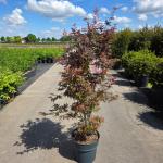 Acer pal. 'Skeeter's Broom'