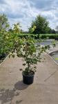 Cornus k. 'Teutonia'