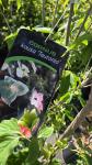 Cornus k. 'Teutonia'