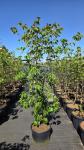 Cornus k. 'Teutonia'