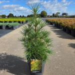 Sciadopitys verticillata