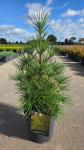 Sciadopitys verticillata