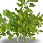 Cotinus cog. Golden Lady