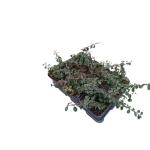 Cotoneaster pr. 'Streib's Findling'