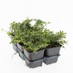 Cotoneaster pr. 'Streib's Findling'