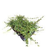 Cotoneaster pr. 'Streib's Findling'