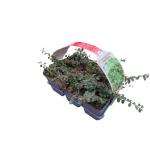 Cotoneaster pr. 'Streib's Findling'