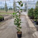 Magnolia 'March Till Frost'