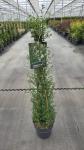 Ceanothus thyr. 'Millerton Point', 3 stok