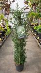 Ceanothus thyr. 'Millerton Point', 3 stok
