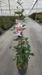 Viburnum plic. Kilimandjaro Sunrise, 3 stok
