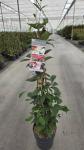 Viburnum plic. Kilimandjaro Sunrise, 3 stok
