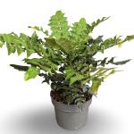 Mahonia media 'Winter Sun'