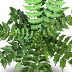 Mahonia media 'Winter Sun'