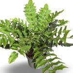 Mahonia media 'Winter Sun'