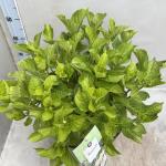 Hydrangea m. Magical Noblesse