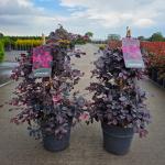 Loropetalum c. Rouge de la Majorie