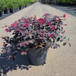 Loropetalum c. Rouge de la Majorie