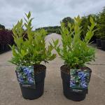 Vaccinium c. 'Emblue'