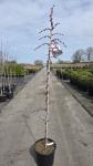 Cercis can. Lavender Twist