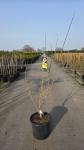 Cercis chinensis 'Shirobana', meerstammig