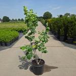 Cercis chinensis 'Shirobana', meerstammig