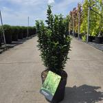 Euonymus jap. 'Green Spire'