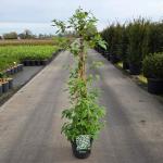 Viburnum plic. Kilimandjaro