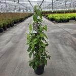 Viburnum plic. Kilimandjaro