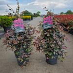 Loropetalum chin. 'Fire Dance'