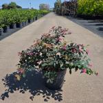 Loropetalum chin. 'Fire Dance'