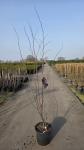 Cercis can. 'Merlot'